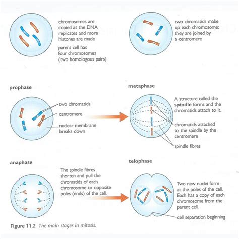 Stages Of Mitosis Image In Igcse Biology