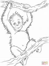 Coloring Orangutan Baby Pages Cute Animals Printable Animal Drawing Supercoloring Colouring Drawings Outline Orangutans Popular Crafts Choose Board Results Coloringhome sketch template