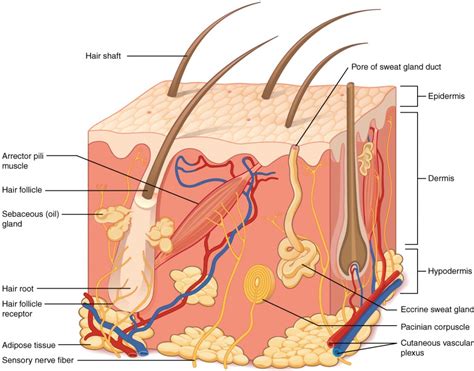 layers   skin anatomy  physiology