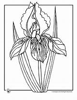 Iris Flower Coloring Pages Flowers Drawing Drawings Spring Line Gif Printable Outline Clipart Sun Getdrawings Popular Jr Botanical Library Musings sketch template