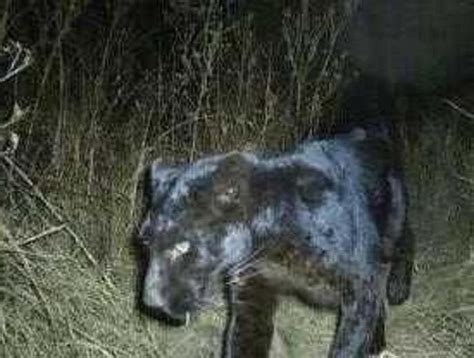 dangerous animals   north carolina