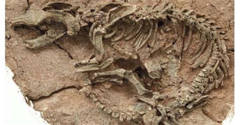 Ditemukan Kerangka Dinosaurus Terbesar Di China