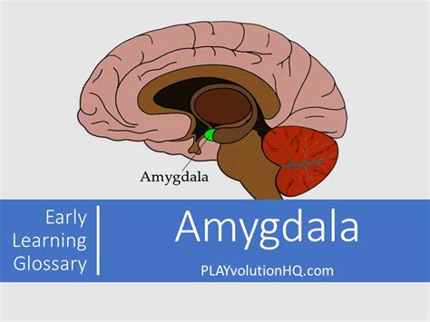 amygdala playvolution hq