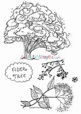 Tree Colouring Elder Pages Drawing Coloring Trees Village Activity Explore Choose Board sketch template