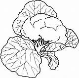 Cauliflower Bestcoloringpagesforkids Greens Collard Sheets sketch template