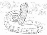 Coloring Cobra Anaconda Pages King Realistic Python Snakes Snake Printable Mamba Burmese Drawing Sketch Print Cobras Color Titanoboa Green Drawings sketch template