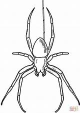 Ragno Spinne Ragni Widow Malvorlage Arachnid Stampare Spinnennetz Supercoloring sketch template