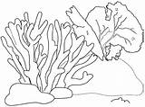 Coral Coloring Pages Printable Nature Drawings Drawing sketch template