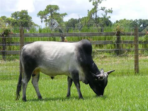 zebu  life  animals