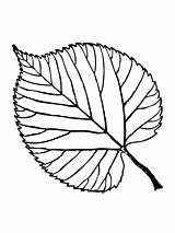 Leaf Coloring Printable Pages Leaves Basswood Drawing Template Aspen Fall Maple Color Simple Pot Shelter Beech Tree Weed Getdrawings American sketch template