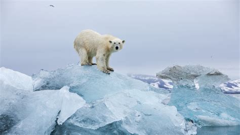 ijsberen mogelijk al voor  uitgestorven door klimaatverandering rtl nieuws
