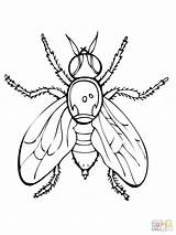 Fly Coloring Pages Jar Guy Fruit Venus Trap Drawing Printable Getdrawings Television Set Color House Mason Horse Getcolorings Flies Online sketch template