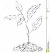 Sprout Coloring Twigs Figure 259px 04kb Illustration Vector Stock sketch template