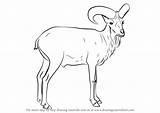 Urial Drawing Draw Animals Tutorials Wild Step Learn Pluspng sketch template