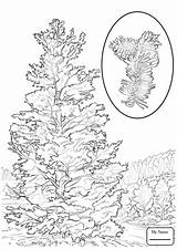 Coloring Pine Nevada Tree State Pages Bristlecone Longleaf Drawing Printable Color Ponderosa Getdrawings Trees Click Designlooter Colouring Version Visit North sketch template
