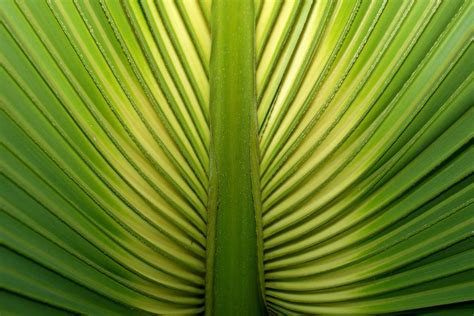 texture palm leaf stock photo freeimagescom