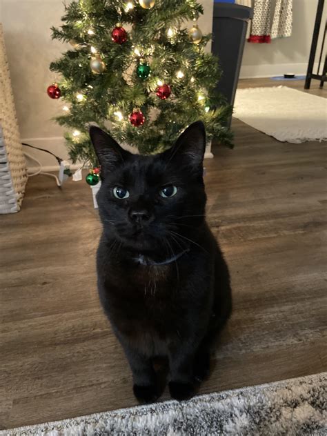 merry christmas  petey blackcats