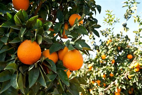 south africa new fungicide launched to combat citrus
