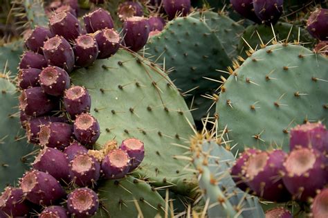 growing prickly pear prickly pear plants   home garden