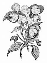 Dogwood Clipart Botanical Branch Flower Drawing Flowers Cornaceae Stamp Digital Vector Transparent Leaves Botany Flowering Background Cornus Getdrawings Clipground Hiclipart sketch template
