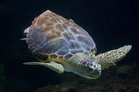 loggerhead sea turtles nesting  record numbers  southeast