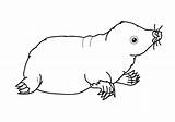 Mole Rat Coloring Animals Pages sketch template