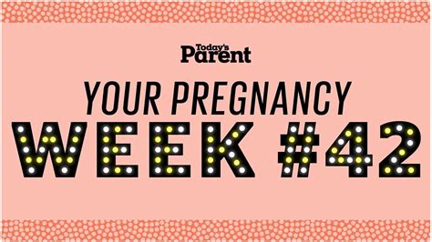pregnancy  weeks youtube
