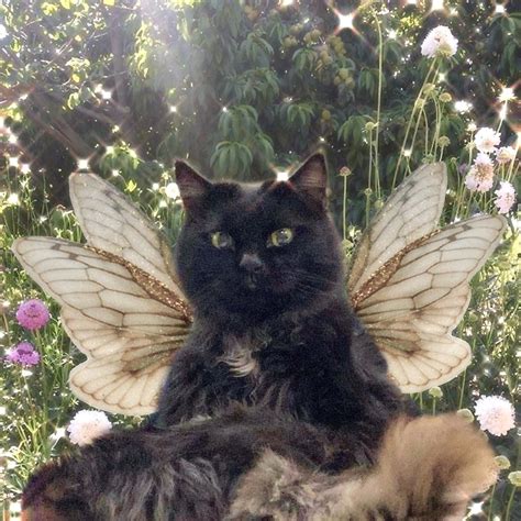 fairy wings  cats cat ywe