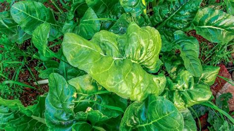 spinach  grown locally  globally    risky crop