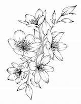 Flower Flowers Drawing Drawings Coloring Beautiful Floral Pdf Adult Pages Printable Line Sketches Digital Book Colouring Tattoo Choose Board Botanicum sketch template