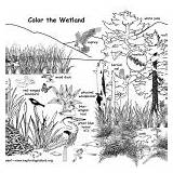 Wetland Coloring Habitat Habitats Biomes Labeled Wildlife Category sketch template