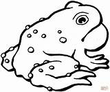 Anfibi Rospo Toad Colorare Disegno Toads Sapo Anfibio Disegnare Stampa Rospi sketch template