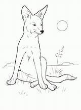 Coyote Coloring Pages Colorkid Animals Wild sketch template