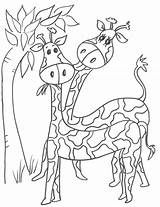 Girafas Jirafas Dibujalia Dos Dibujosa Caballo Brincando Macaquinhos Comen Jirafa Enamoradas Jirafitas Salvajes Sabana Manada Ludi Qdb sketch template