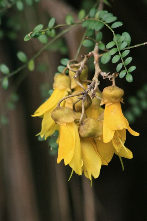 kowhai flowers sophora microphylla the blaze of yellow