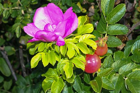 heckenrose foto bild pflanzen pilze flechten borkum heckenrose