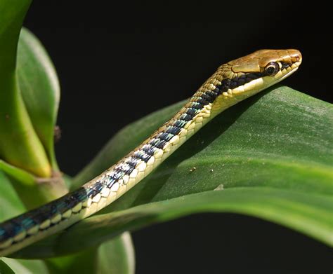 ekogeo keanekaragaman jenis ular  indonesia