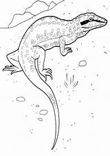 Coloring Pages Lizard Monitor sketch template