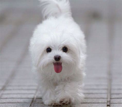 pin  kristel maximus  plaatjes maltese dog breed maltese puppy