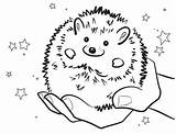 Hedgehog Bulkcolor Getdrawings Renate sketch template