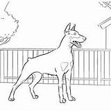 Doberman Coloring Pinscher Dog Pages Dogs Designlooter Da Drawings Cute Drawing Breeds Adults 236px 37kb Choose Board Dobermans sketch template