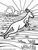 Canguros Canguro Kangaroo Canguru Saltando Kangourou Australien Outback Aboriginal Coloringhome Ausmalbild Wallpaperartdesignhd Tudodesenhos Kangaroos Joeys sketch template