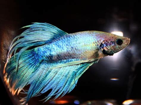 crowntail     newest crowntail bettas    flickr