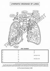 Respiratory Coloring sketch template