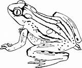 Frog Coloring Pages Kids Print Book Forget Supplies Don sketch template