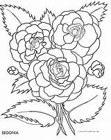 Begonia Coloring Flower Flowers Tracing Pages Pattern Colouring Color Drawing Outline Embroidery Clipart Book Cliparts Template Library Patterns 9kb Popular sketch template