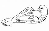 Seals Bestcoloringpagesforkids Harp Pup sketch template