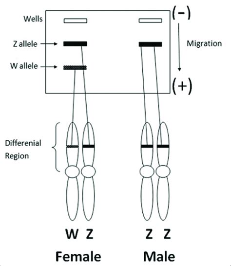 Scheme Of Dna Amplification Targets On W And Z Sex Chromosomes Of Male