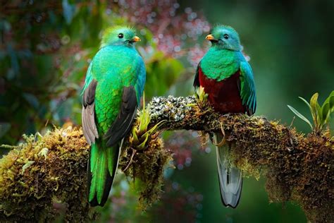 Quetzal Características Hábitat Reproducción Alimentación
