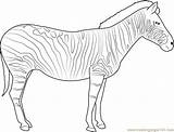 Zebra Coloring Pages Coloringpages101 sketch template